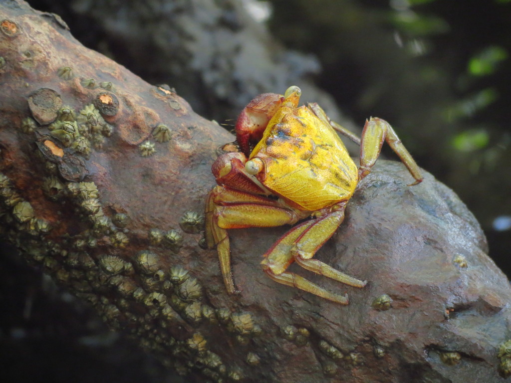 mangrove tree crab