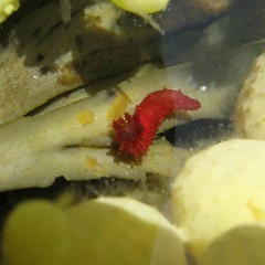 Squamocnus brevidentis