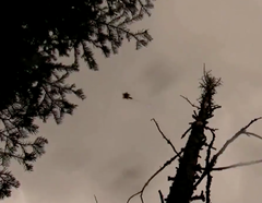 Glaucomys oregonensis