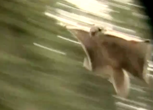 iNaturalist observation photo of Humboldt's Flying Squirrel