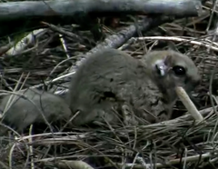 Glaucomys oregonensis
