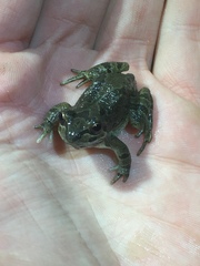 Pseudacris streckeri