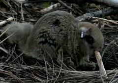 Glaucomys oregonensis