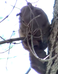 Glaucomys oregonensis