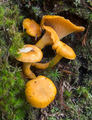 Cantharellus formosus