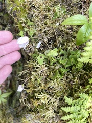 Oxalis montana image