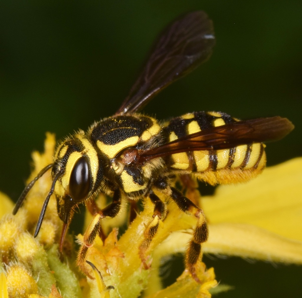 Southeastern Sunflower Burrowing-Resin Bee