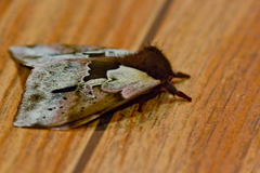 Dirphiopsis multicolor