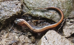 Plethodon cinereus image