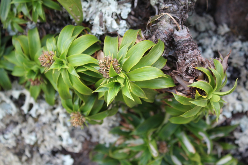Navia acaulis