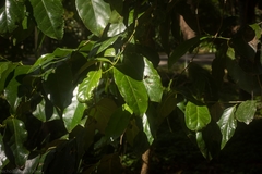 Pennantia cunninghamii