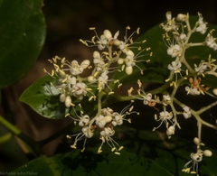 Pennantia cunninghamii