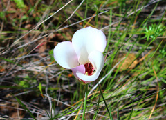 Calochortus catalinae