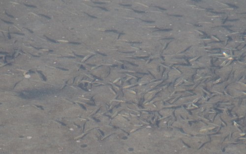 Fundulus parvipinnis