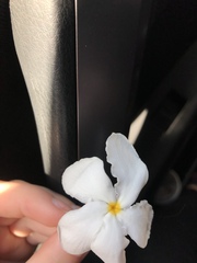 Tabernaemontana divaricata