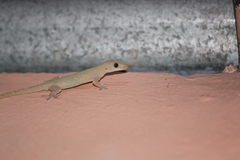 Hemidactylus frenatus