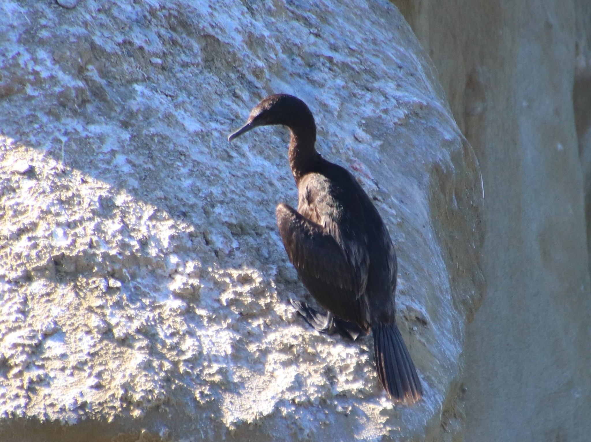 Pelagic Cormorant