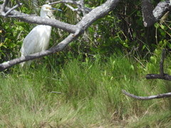 Egretta garzetta nigripes