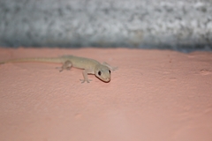 Hemidactylus frenatus