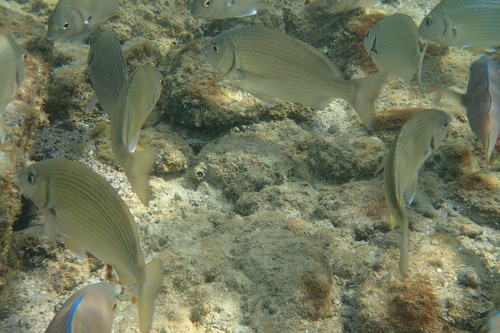 Karanteen (Crenidens crenidens) — Sparidae — 4
