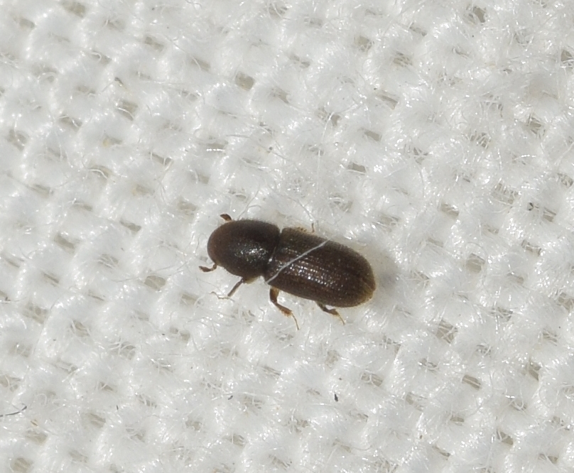 Crypturgus mediterraneus