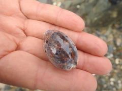 Lyncina lynx