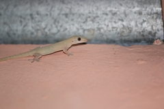 Hemidactylus frenatus