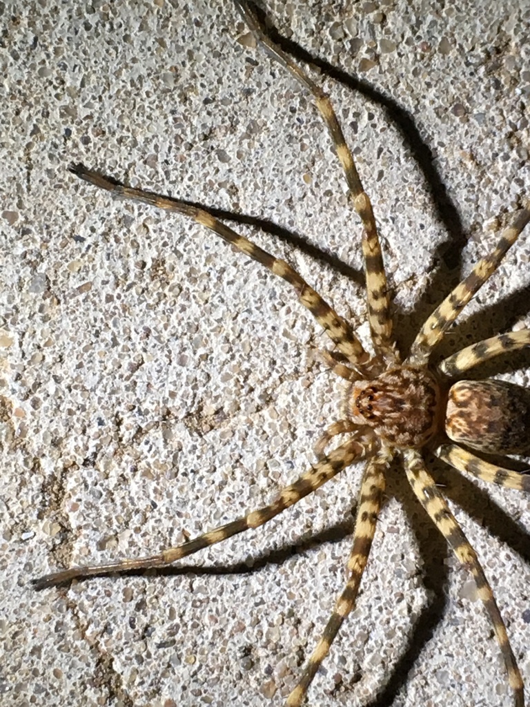 Arandisa deserticola