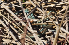 Thamnophis sirtalis tetrataenia