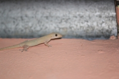 Hemidactylus frenatus