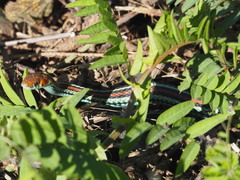 Thamnophis sirtalis tetrataenia