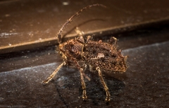 Athemistus echinatus