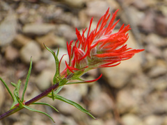 Castilleja linariifolia