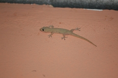 Hemidactylus frenatus