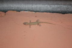 Hemidactylus frenatus