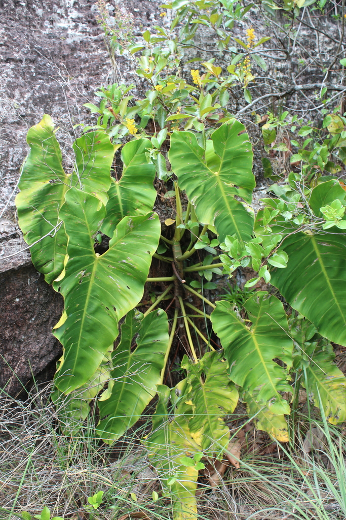 Philodendron quinquenervium