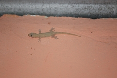 Hemidactylus frenatus