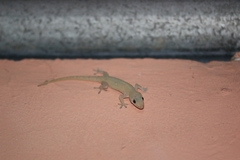 Hemidactylus frenatus