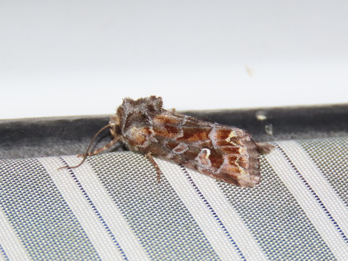 Lacinipolia lepidula photo 4