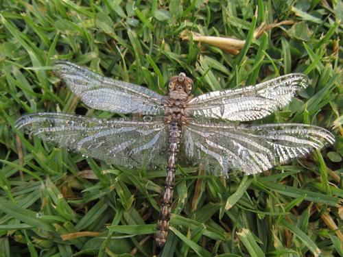 Red Rock Skimmer photo 5