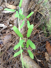 Lygodium articulatum