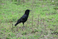 Corvus capensis