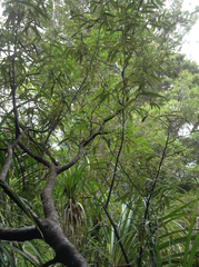 Corokia buddleioides buddleioides
