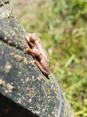 Dendropsophus bogerti