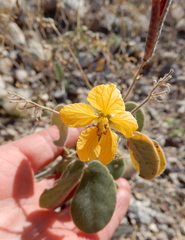 Senna pilosior