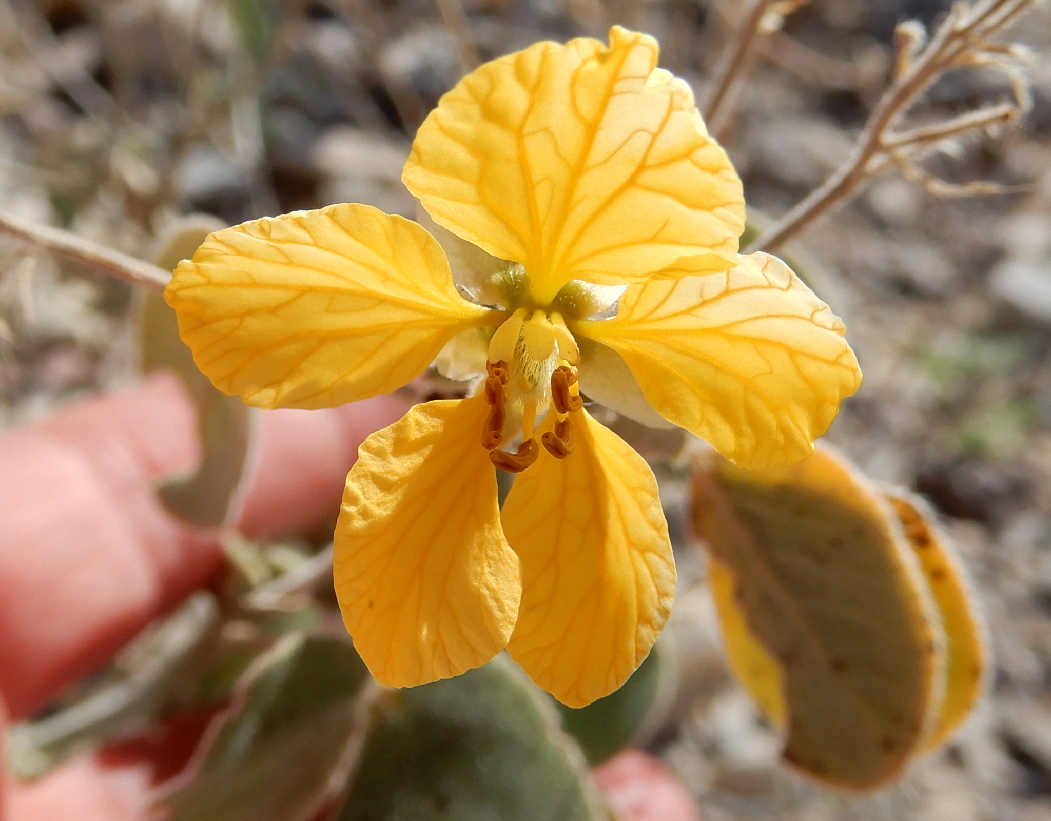 Senna pilosior