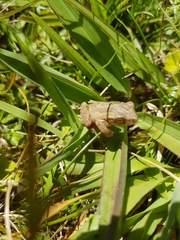 Dendropsophus bogerti