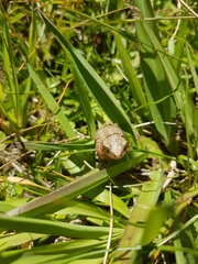 Dendropsophus bogerti