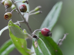 Corokia buddleioides buddleioides