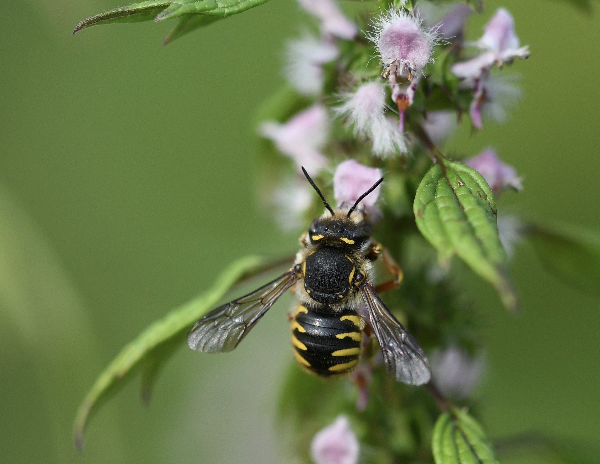 European Woolcarder Bee (Anthidium manicatum) · iNaturalist